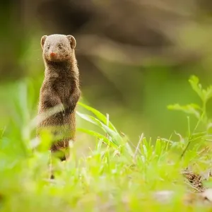 Print of Common Dwarf Mongoose, Helogale parvula
