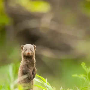 Print of a Common Dwarf Mongoose (Helogale parvula)