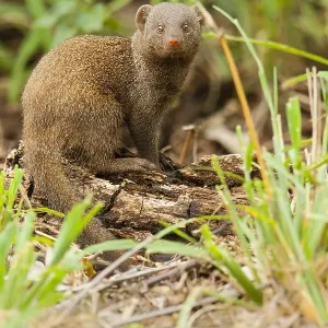 Print of a Common Dwarf Mongoose