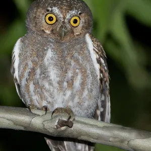 Agami Print: North-American Elf Owl (Micrathene whitneyi) Agami Print: North-American Elf Owl (Micrathene whitneyi)