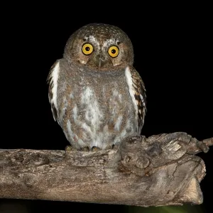 Agami Print: Elf Owl (Micrathene whitneyi) in North America Agami Print: Elf Owl (Micrathene whitneyi) in North America