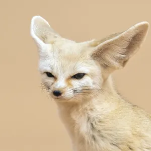 Renard fouine, Vulpes zerda Renard fouine, Vulpes zerda