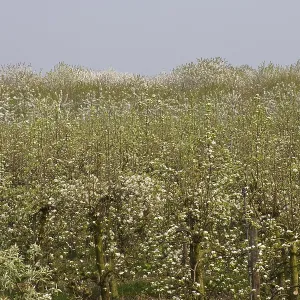 April Drucke: 13 Apr 2009