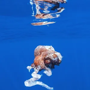 Giant Squid Remains, Attacked by Sperm Whale, Print Giant Squid Remains, Attacked by Sperm Whale, Print