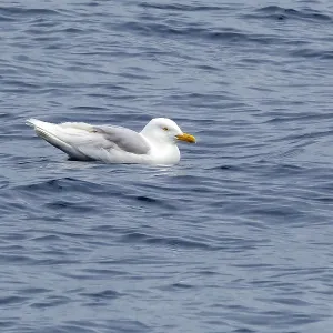Glaucous Gull Print: Third Summer Individual in the Greenland Sea Glaucous Gull Print: Third Summer Individual in the Greenland Sea