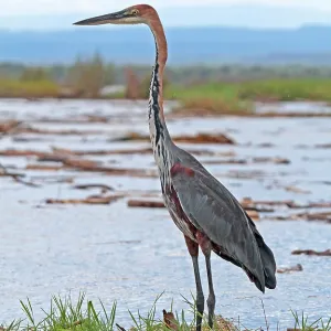 Ganso Goliath, Ardea goliath. Ganso Goliath, Ardea goliath.