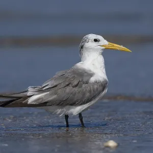 Greater Crested Tern Print, Liwa Beach, Oman