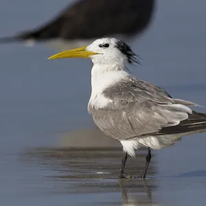 Greater Crested Tern Print, Taqah Beach, Oman
