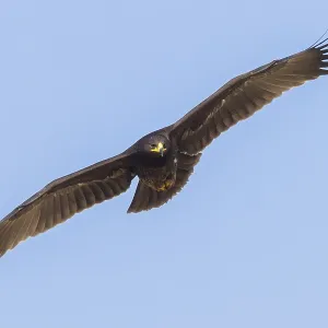 Großer Schreiadler Großer Schreiadler