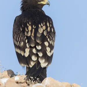 Großer Schreiadler Großer Schreiadler