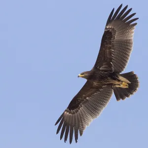 Großer Schreiadler Großer Schreiadler