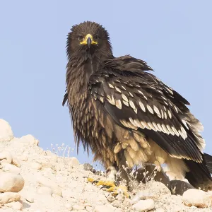 Großer Schreiadler Großer Schreiadler