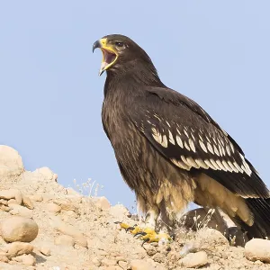 Großer Schreiadler Großer Schreiadler