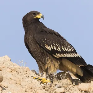 Großer Schreiadler Großer Schreiadler