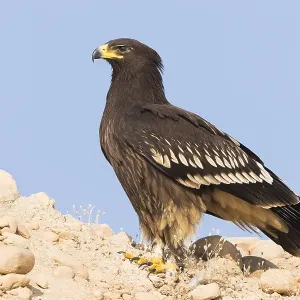 Großer Schreiadler Großer Schreiadler