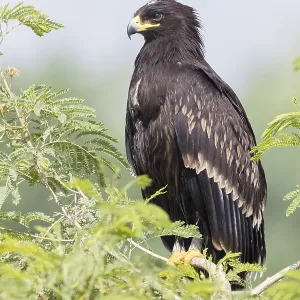 Großer Schreiadler Großer Schreiadler