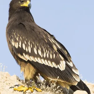 Großer Schreiadler Großer Schreiadler