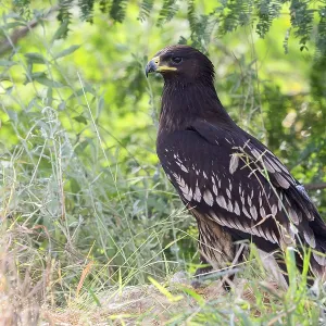 Großer Schreiadler Großer Schreiadler