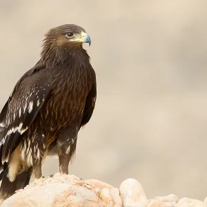 Großer Schreiadler Großer Schreiadler
