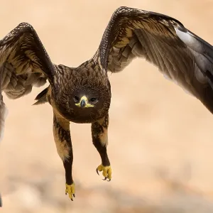 Großer Schreiadler Großer Schreiadler