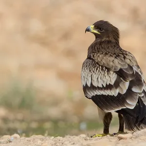 Großer Schreiadler Großer Schreiadler