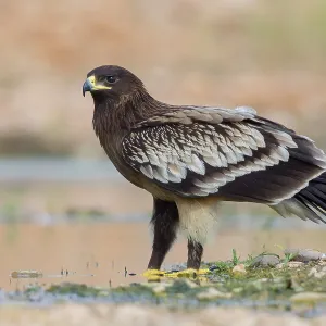 Großer Schreiadler Großer Schreiadler