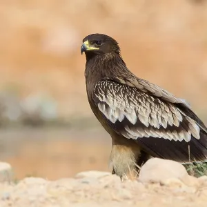 Großer Schreiadler Großer Schreiadler