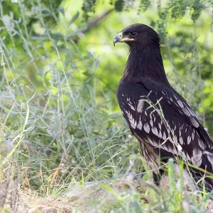 Großer Schreiadler Großer Schreiadler