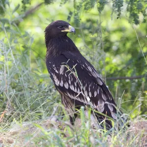 Großer Schreiadler Großer Schreiadler