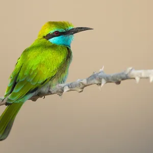 Green Bee-eater Print: Perched Bird on a Branch in Oman Green Bee-eater Print: Perched Bird on a Branch in Oman