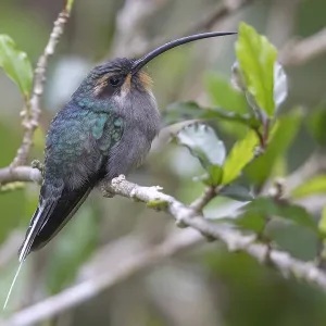 Grüner Eremit (Phaethornis guy coruscus) Grüner Eremit (Phaethornis guy coruscus)