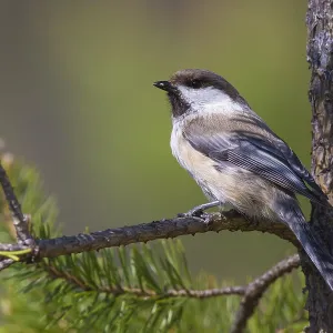 Grey-headed Chickadee Print, Kuusamo, Finland Grey-headed Chickadee Print, Kuusamo, Finland