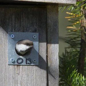 Grey-headed Chickadee Print: Kuusamo Nestbox Exit Grey-headed Chickadee Print: Kuusamo Nestbox Exit
