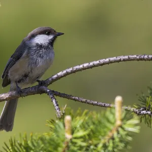 Grey-headed Chickadee Print, Kuusamo Finland Grey-headed Chickadee Print, Kuusamo Finland