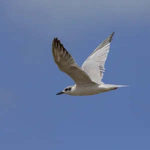 Gull-billed Tern in Flight Print Gull-billed Tern in Flight Print