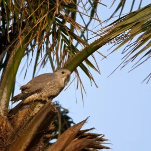 Eidechsenbussard