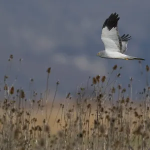 Print of a Hen Harrier in Flight Print of a Hen Harrier in Flight