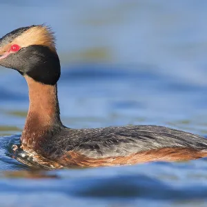 Horned Grebe Print: Adult Swimming Horned Grebe Print: Adult Swimming