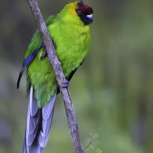 Horned Parakeet Print, a medium-sized parrot from New Caledonia Horned Parakeet Print, a medium-sized parrot from New Caledonia