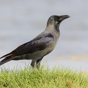 House Crow Print, Standing on Grass in Salalah