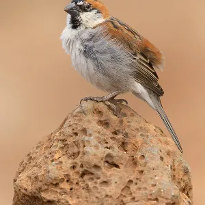 Iago Sparrow Iago Sparrow