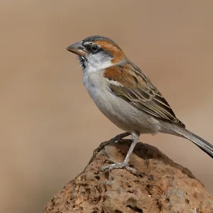 Iago Sparrow Iago Sparrow