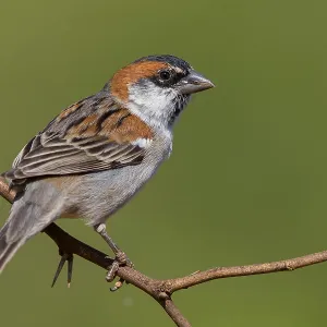 Iago Sparrow Iago Sparrow