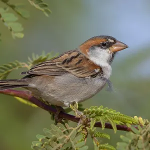 Iago Sparrow Iago Sparrow