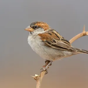 Iago Sparrow Iago Sparrow