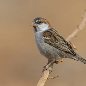 Iago Sparrow Iago Sparrow