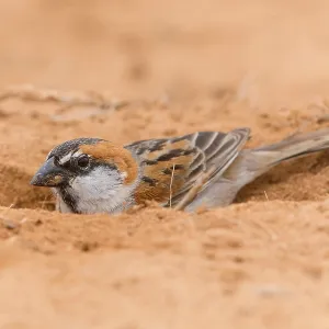 Iago Sparrow Iago Sparrow
