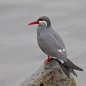 Inca Tern Print - Larosterna inca along Peru's Humboldt Current Coast Inca Tern Print - Larosterna inca along Peru's Humboldt Current Coast