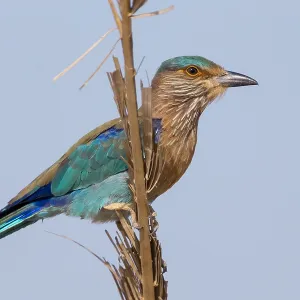 Indian Roller Print, Qurayyat Branch Scene Indian Roller Print, Qurayyat Branch Scene