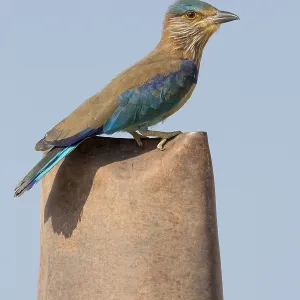 Indian Roller Print, Standing on a Post in Oman Indian Roller Print, Standing on a Post in Oman